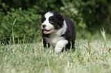 BERGER AUSTRALIEN PUPPIES 325